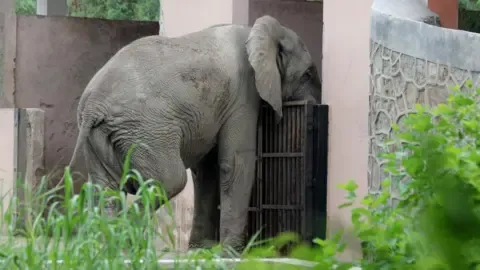 Lonely Life and Death of Delhi’s Lone Elephant from Africa
